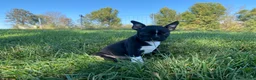 Boston Terrier dogs for sale: Ben - Ad 4