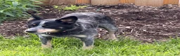 Australian Cattle Dog dogs for sale: Georgie Girl - Ad 52