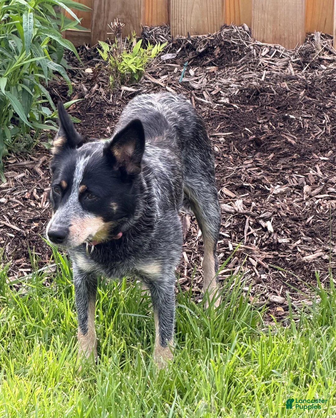 Australian Cattle Dog dogs for sale: Georgie Girl - Ad 52