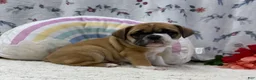 English Bulldog dogs for sale: Lena - Ad 3