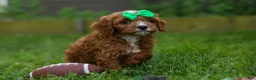 Cavapoo dogs for sale: OLLIE - Ad 8