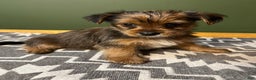 Yorkshire Terrier dogs for sale: Gruff - Ad 3
