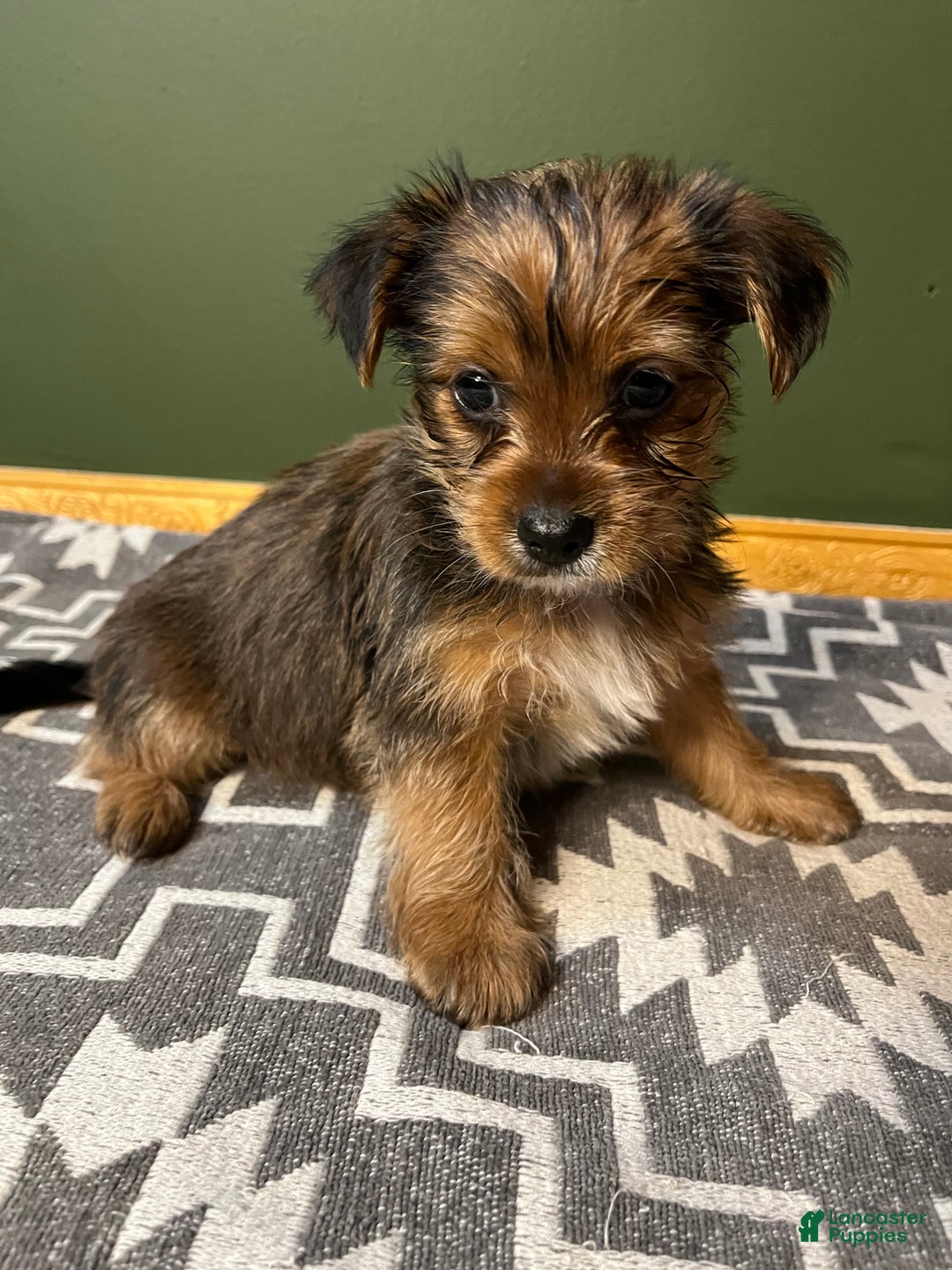 Yorkshire Terrier dogs for sale: Gruff - Ad 3
