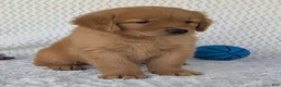Golden Retriever dogs for sale: Charlie  - Ad 14