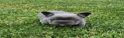 French Bulldog dogs for sale: James  - Ad 7