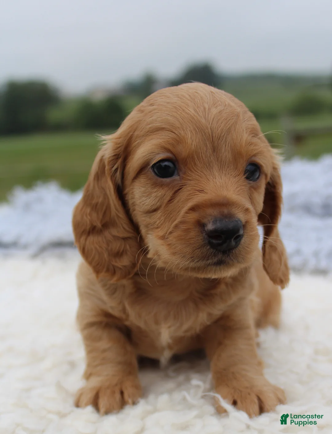 Miniature Dachshund dogs for sale: Miniature Dachshund 2 - Ad 4