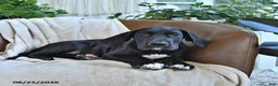 Great Dane dogs for sale: Bridget - Ad 3