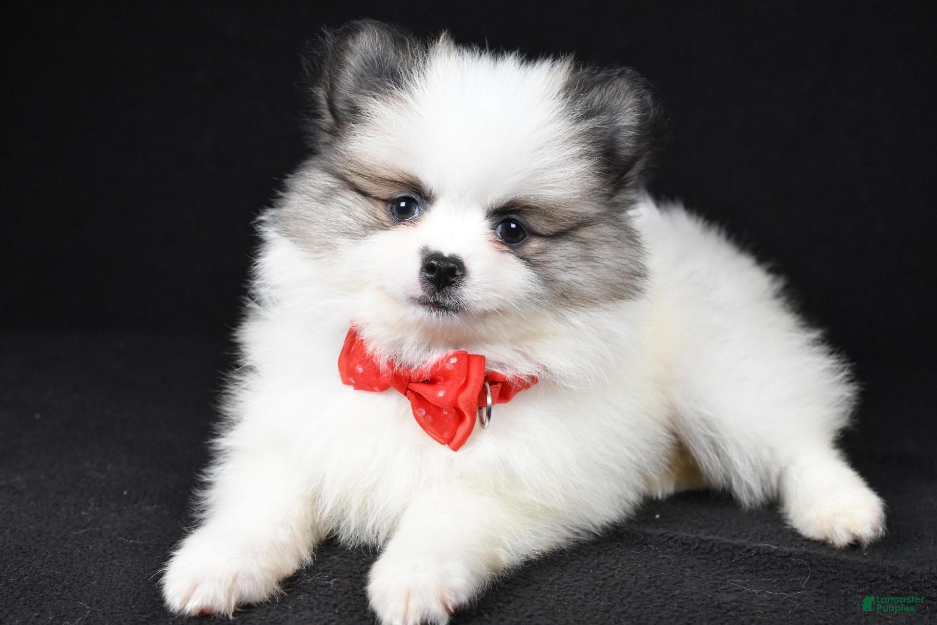 Pomeranian dogs Tinker - Ad 1