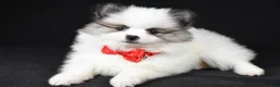 Pomeranian dogs for sale: Tinker - Ad 1