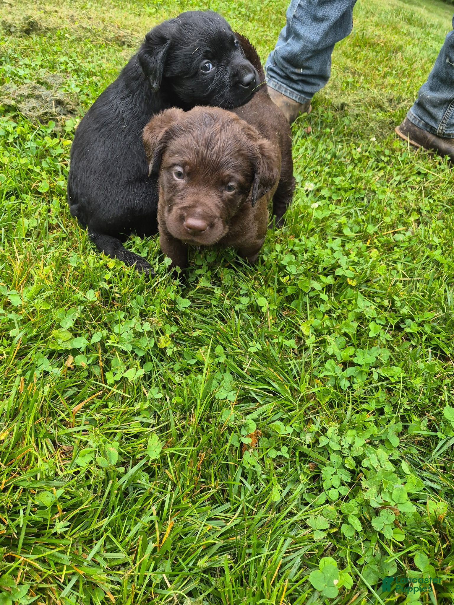 Labrador Retriever dogs Puppy 4 - Ad 7