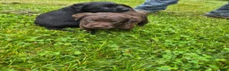 Labrador Retriever dogs for sale: Puppy 4 - Ad 1