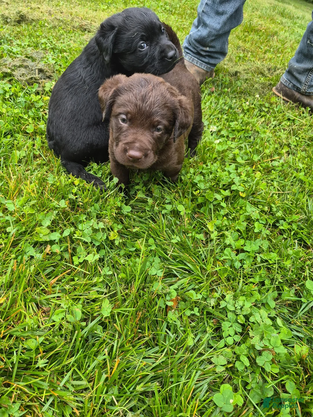 Labrador Retriever dogs for sale: Puppy 4 - Ad 1