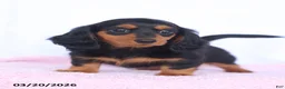 Miniature Dachshund dogs for sale: Ashley - Ad 4