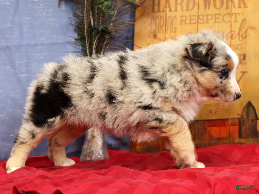 Miniature Australian Shepherd dogs for sale: Shelby - Ad 5