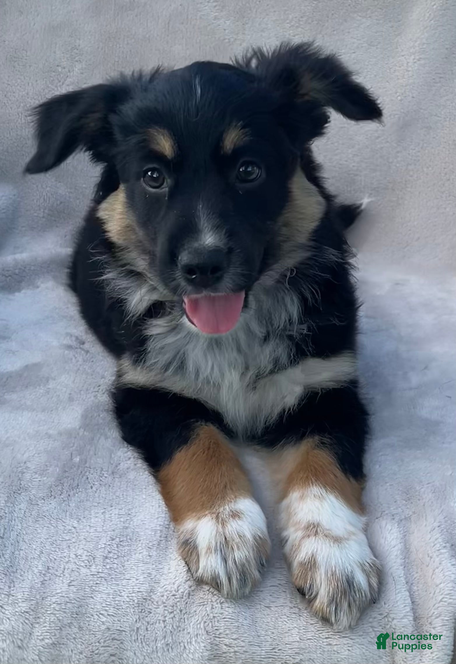Mixed Breed dogs Sammy - Ad 1