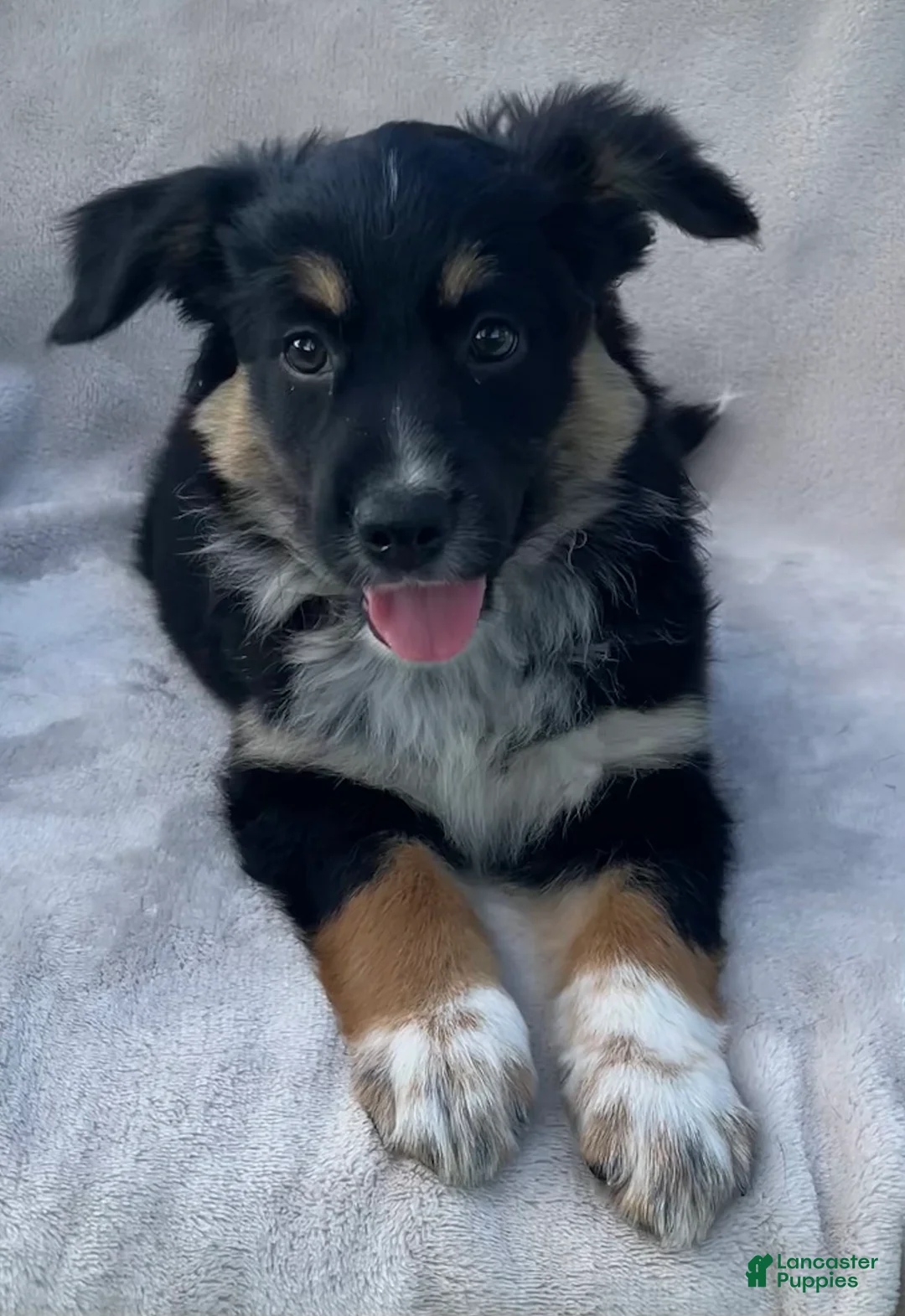 Mixed Breed dogs for sale: Sammy - Ad 1