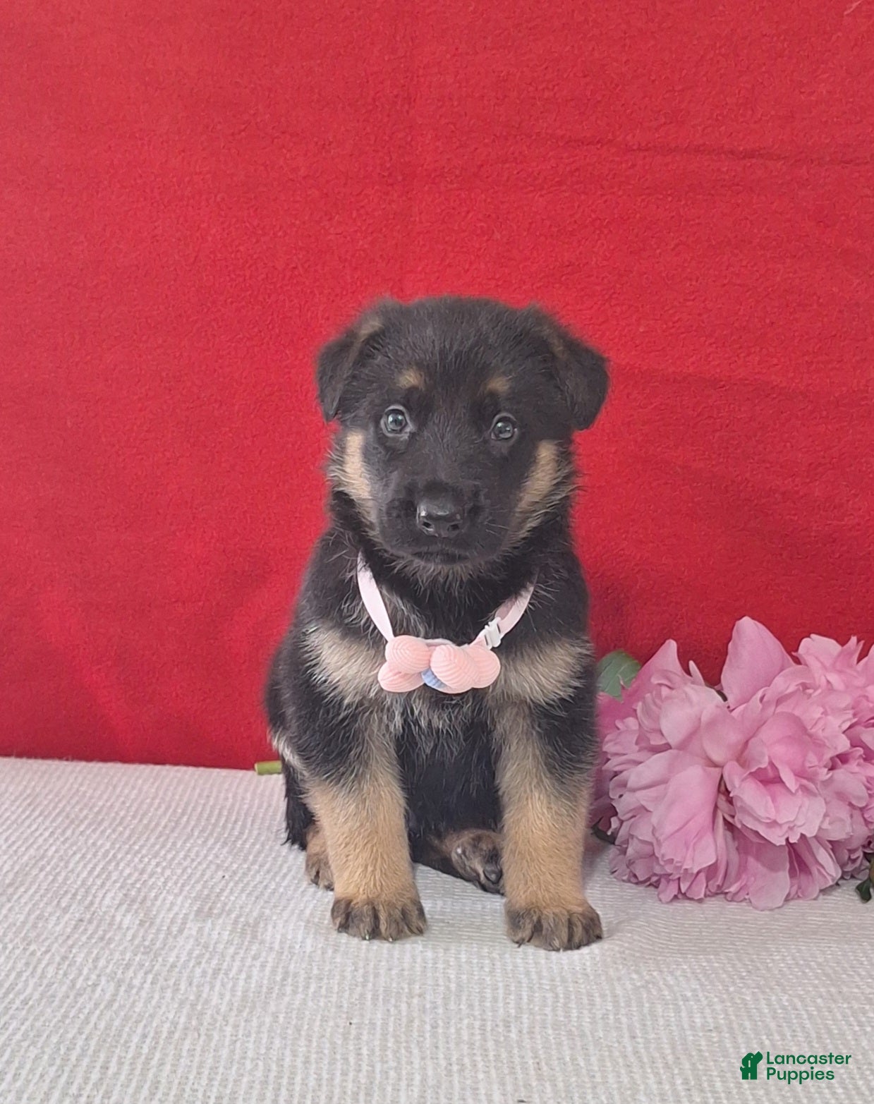 German Shepherd dogs for sale: Lita - Ad 1