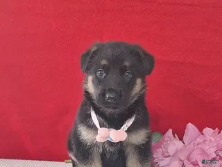 German Shepherd dogs for sale: Lita - Ad 2