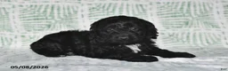 Cockapoo dogs for sale: Tina - Ad 4