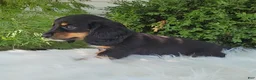 Miniature Dachshund dogs for sale: Venture  - Ad 7