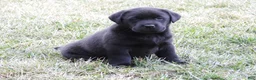 Labrador Retriever dogs for sale: Luke - Ad 9