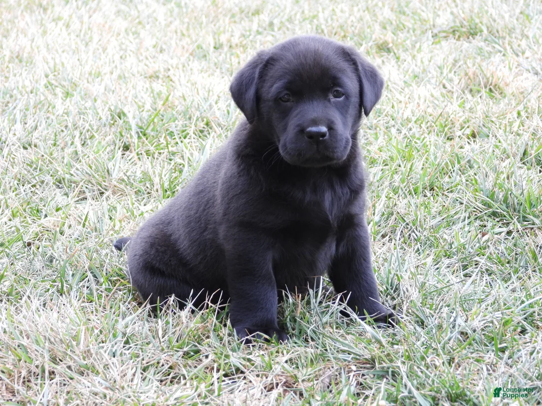 Labrador Retriever dogs for sale: Luke - Ad 9
