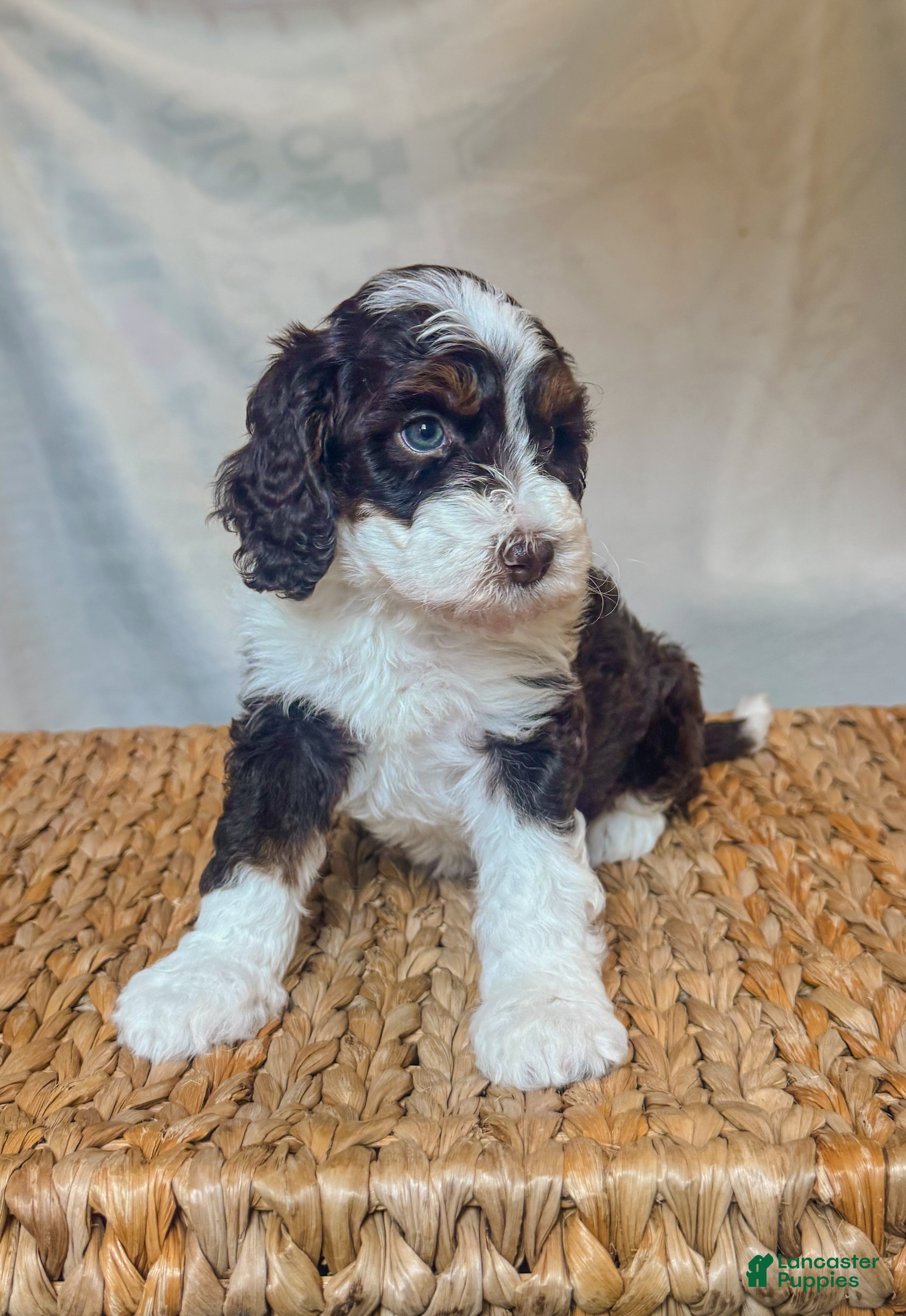 Bernedoodle dogs Rookie - Ad 14