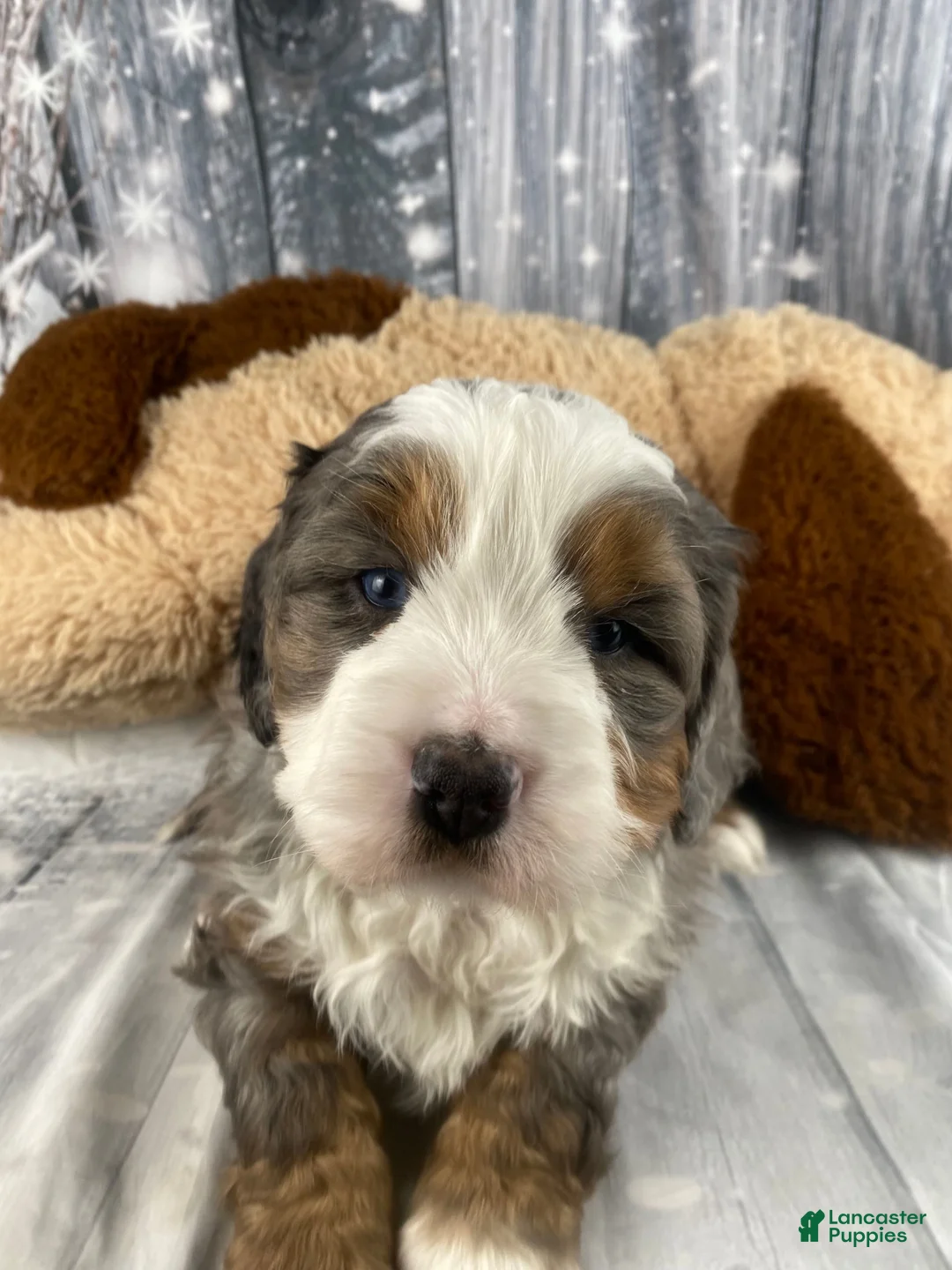 Mixed Breed dogs for sale: Reggie - Ad 9