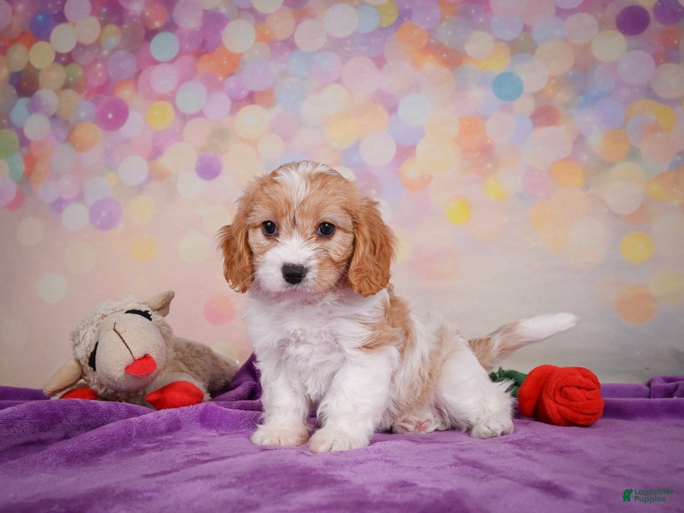 Cavapoo dogs Ruby - Ad 2
