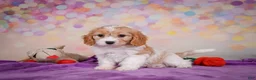 Cavapoo dogs for sale: Ruby - Ad 2