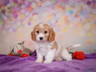 Cavapoo dogs Ruby - Ad 2
