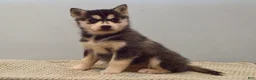 Pomsky dogs for sale: Elle - Ad 6