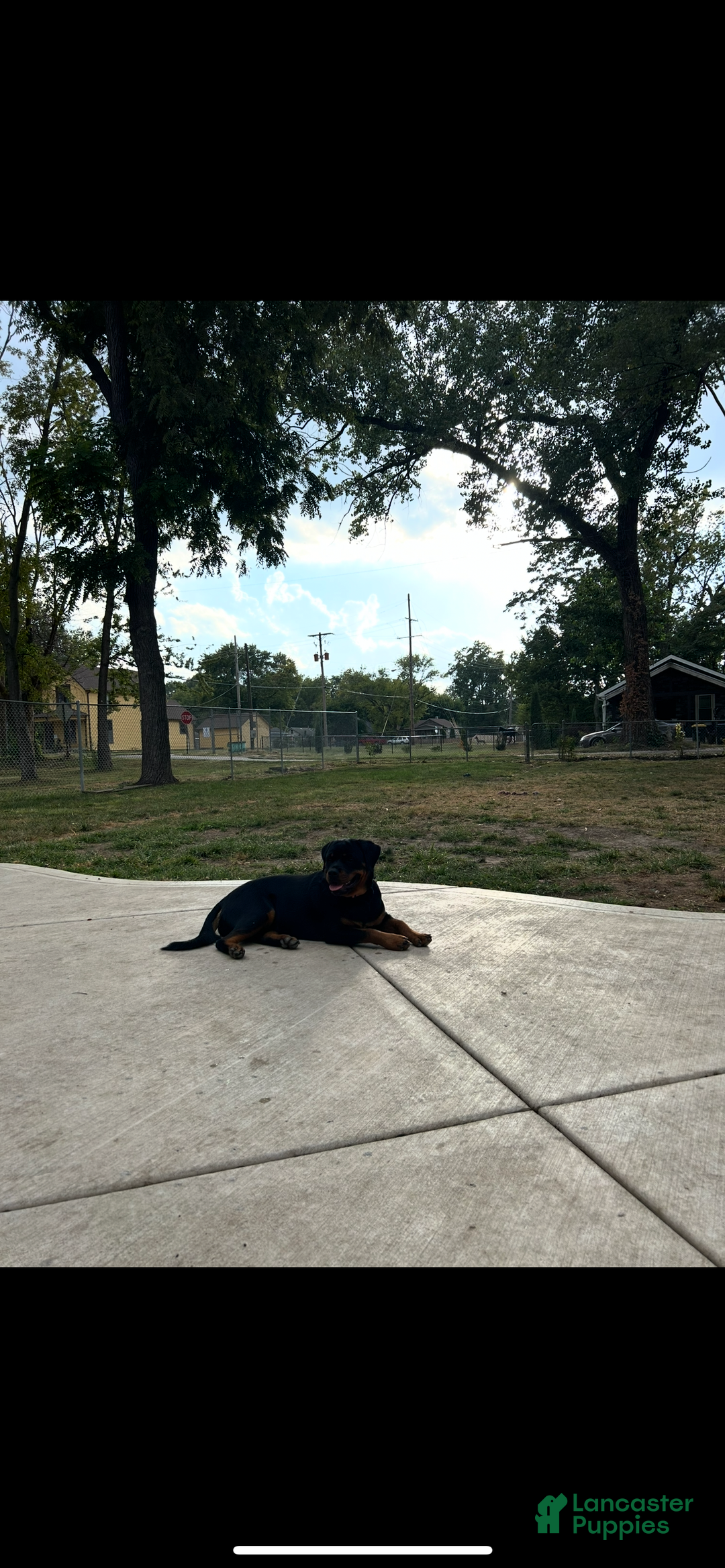 Rottweiler dogs for sale: Rottweiler Puppy 2 - Ad 2