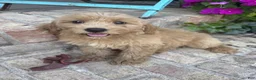 Miniature Labradoodle dogs for sale: Chloe - Ad 6
