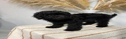 Mini Goldendoodle dogs for sale: Black Boy - Ad 4