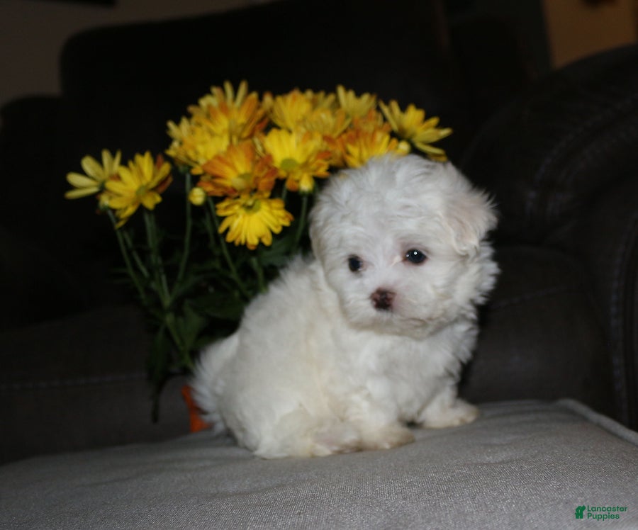Maltese dogs Benny - Ad 19