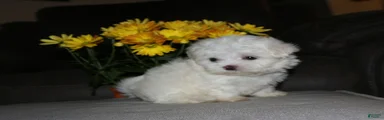 Benny