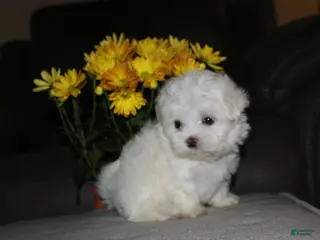 Maltese dogs Benny - Ad 19