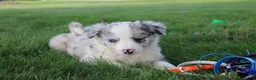 Border Collie dogs for sale: Remy - Ad 2
