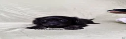 Miniature Dachshund dogs for sale: Long Haired Black & Brindle Male AKC 70 - Ad 6