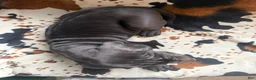 Great Dane dogs for sale: Meatloaf - Ad 4