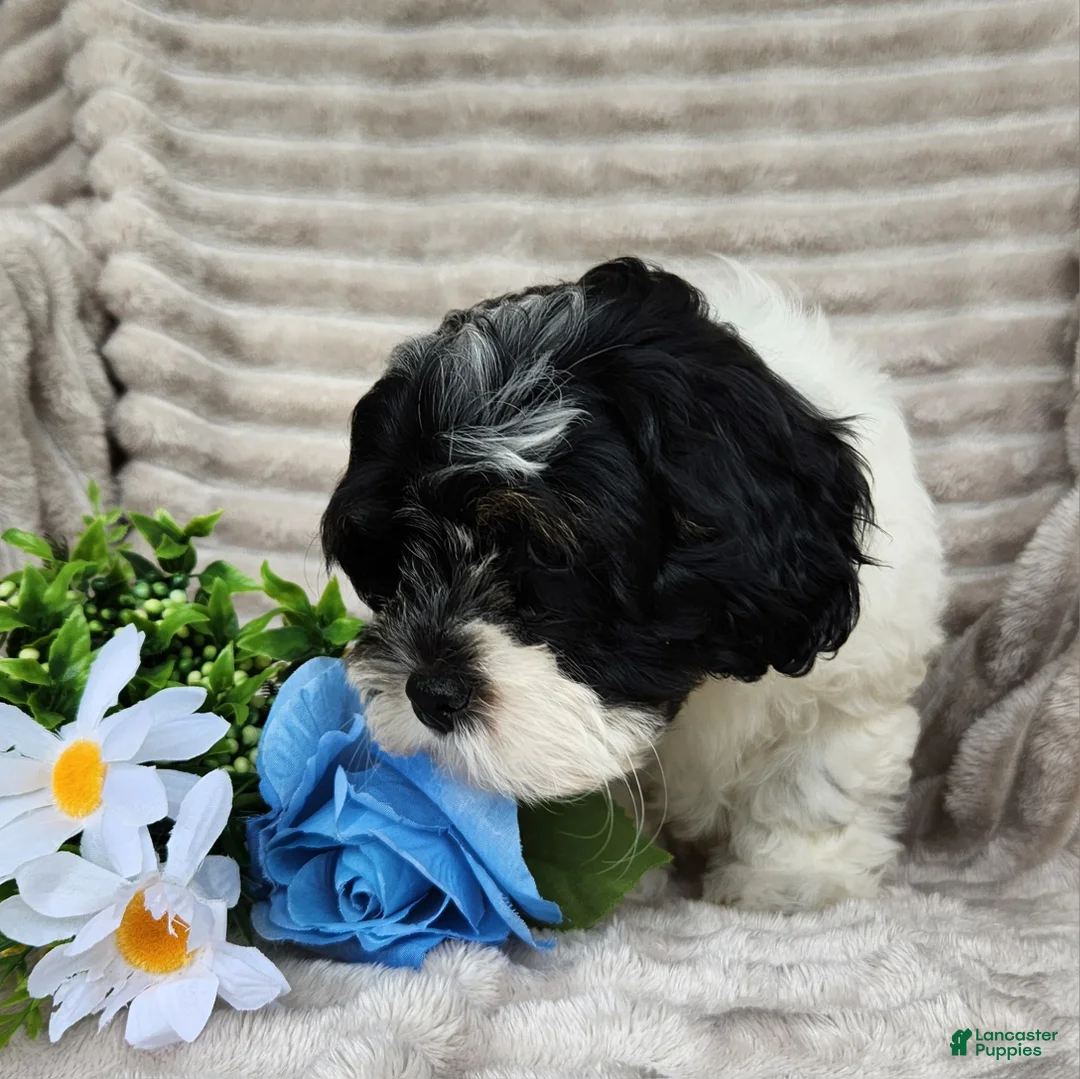 Shihpoo dogs for sale: Carter - Ad 12