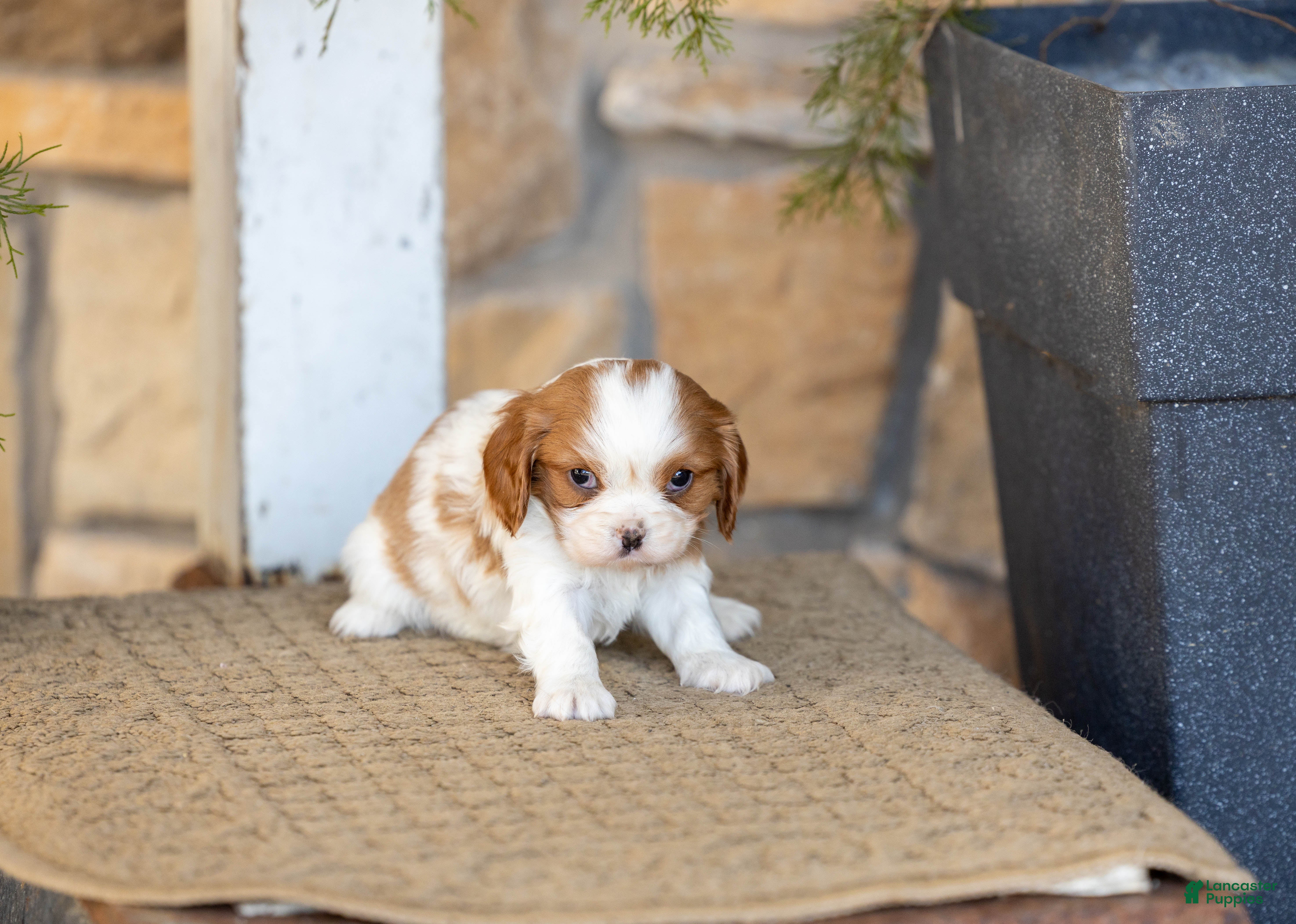 Cavalier King Charles Spaniel dogs AKC Willow - Ad 35