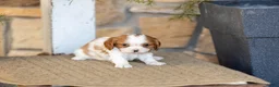 Cavalier King Charles Spaniel dogs for sale: AKC Willow - Ad 1