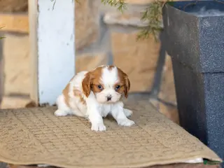 Cavalier King Charles Spaniel dogs AKC Willow - Ad 35