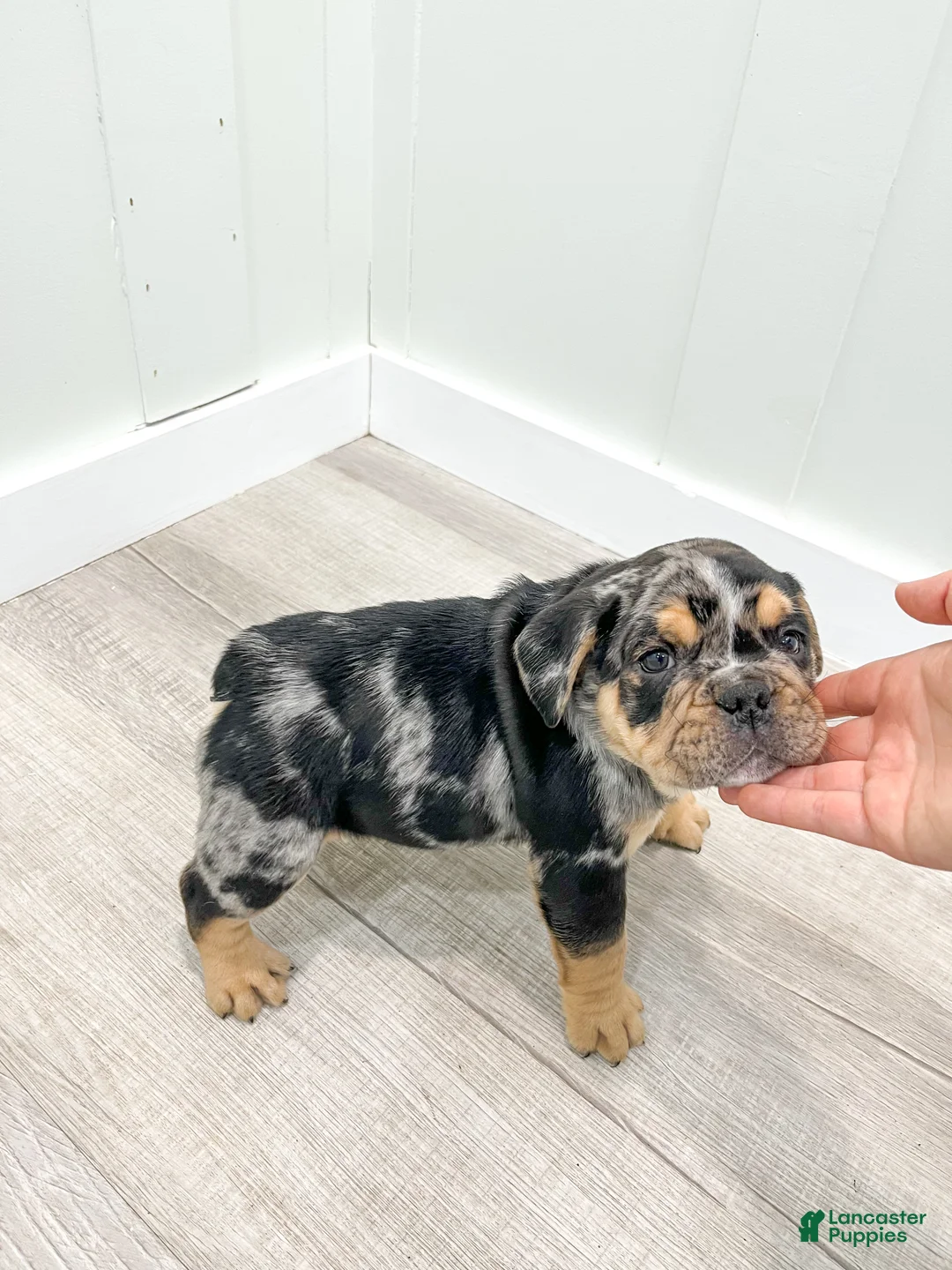 Beabull dogs for sale: Prince - Ad 8