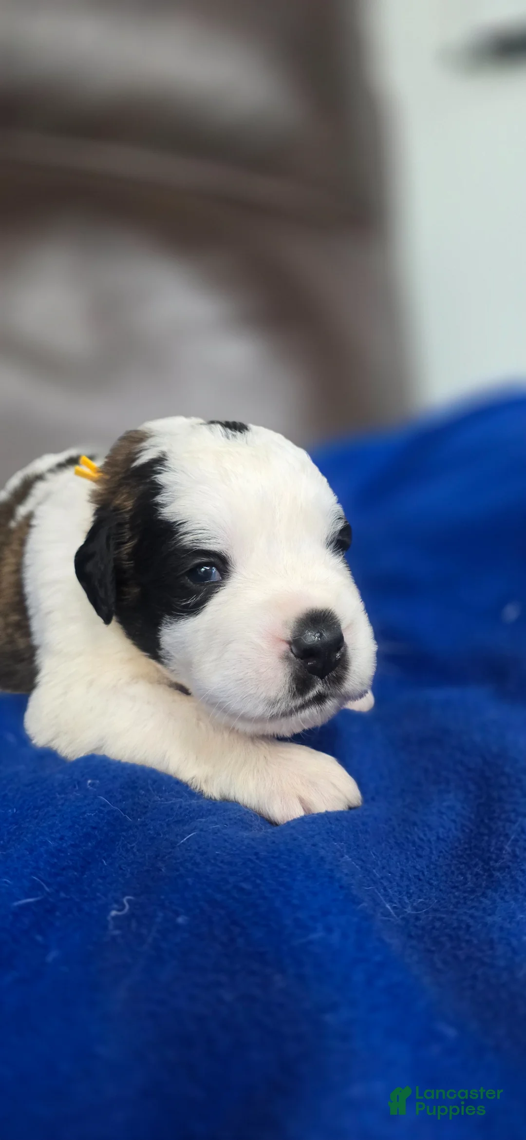 Saint Bernard dogs for sale: Melvin - Ad 1