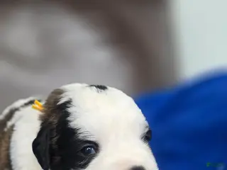 Saint Bernard dogs Melvin - Ad 3