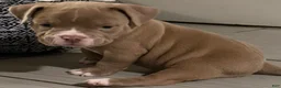 American Bully dogs for sale: American Bully 2 - Ad 5