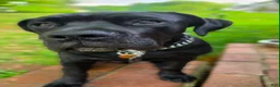 Cane Corso dogs for sale: Cane Corso 1 - Ad 7